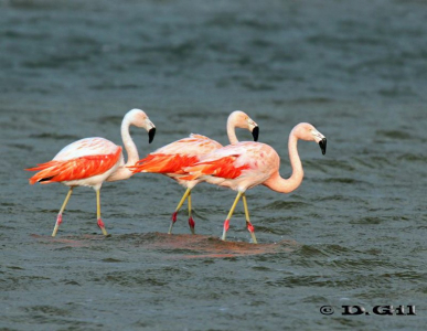 FLAMENCO AUSTRAL (Phoenicopterus chilensis) - Laguna Jose Ignacio-MALDONADO (Agosto 2011)